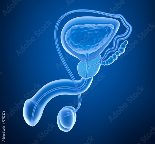 Prostate and male reproductive system , x-ray view photo