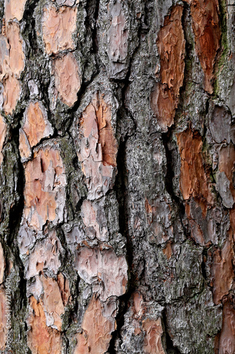 Fototapeta Naklejka Na Ścianę i Meble -  bark of pine tree