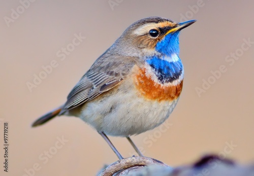 Bluethroat (Luscinia svecica) on the branch