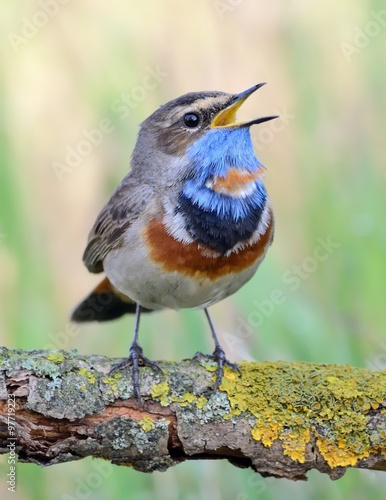Bluethroat (Luscinia svecica) on the branch