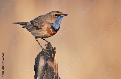 Bluethroat (Luscinia svecica) on the branch