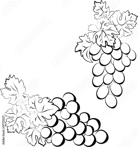 Two bunches of grapes made in the form of a sketch.