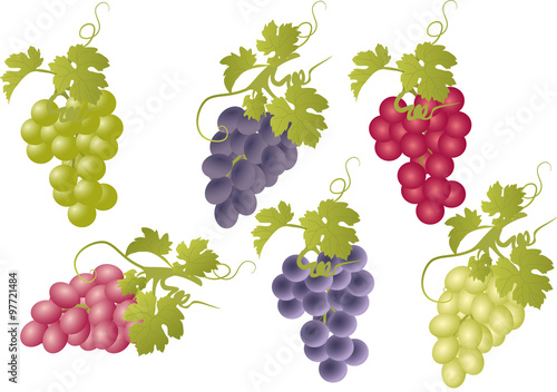 Vector set of bunches of grapes.