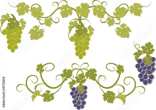 Vector set of bunches of grapes.