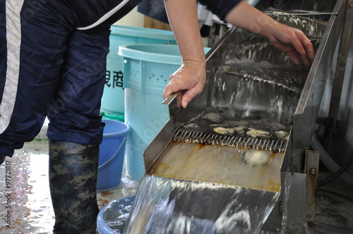 牡蠣の洗浄