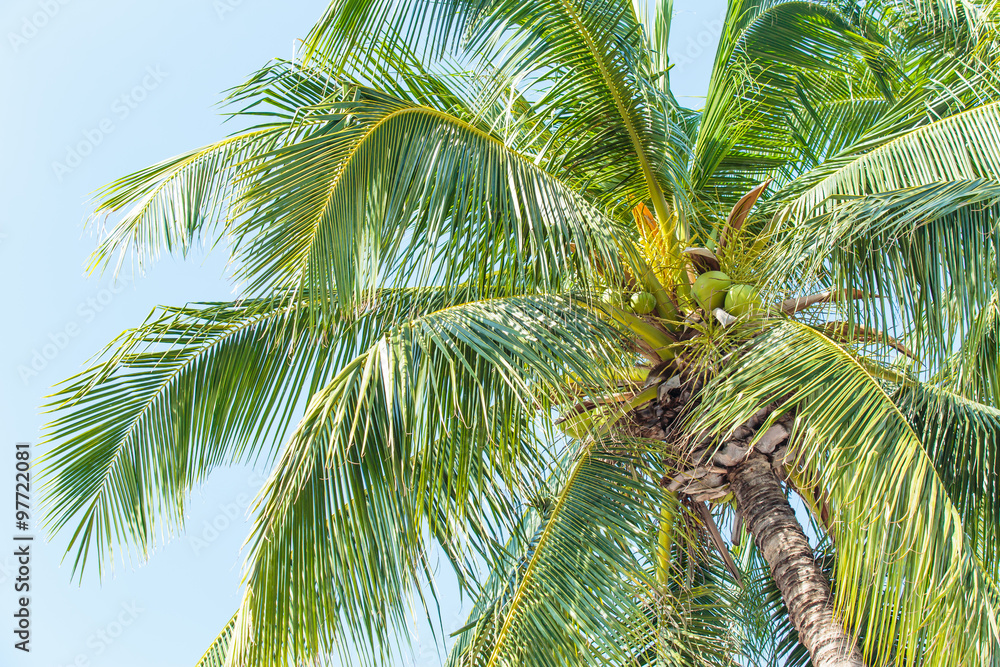 Obraz premium Sweet Coconut tree