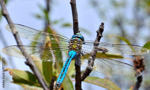 Blue dragonfly Anax imperator