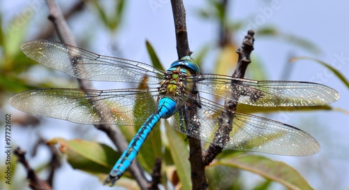 Blue dragonfly Anax imperator
