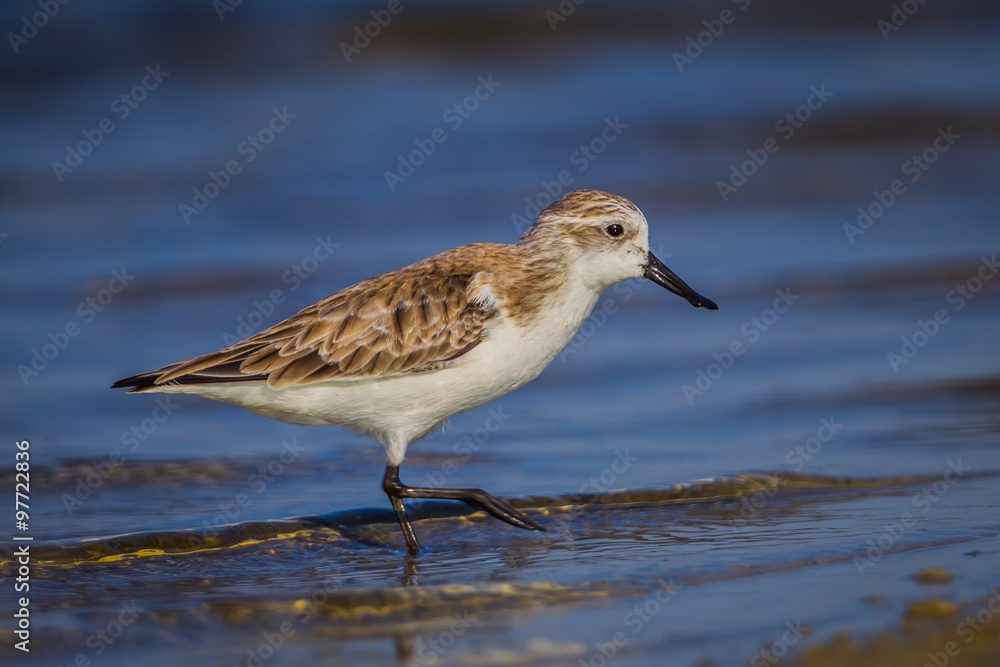 Close up of Spoon-billed sandpiper (Calidris pygmaea) Close up of Spoon-billed sandpiper (Calidris pygmaea)
