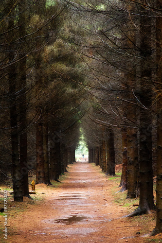 Dark footpath in a spooky grey forest in the Netherlands photo