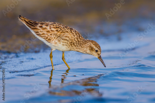 Long-toed Stint (Calidris subminuta) on the beach in nature of Thailand