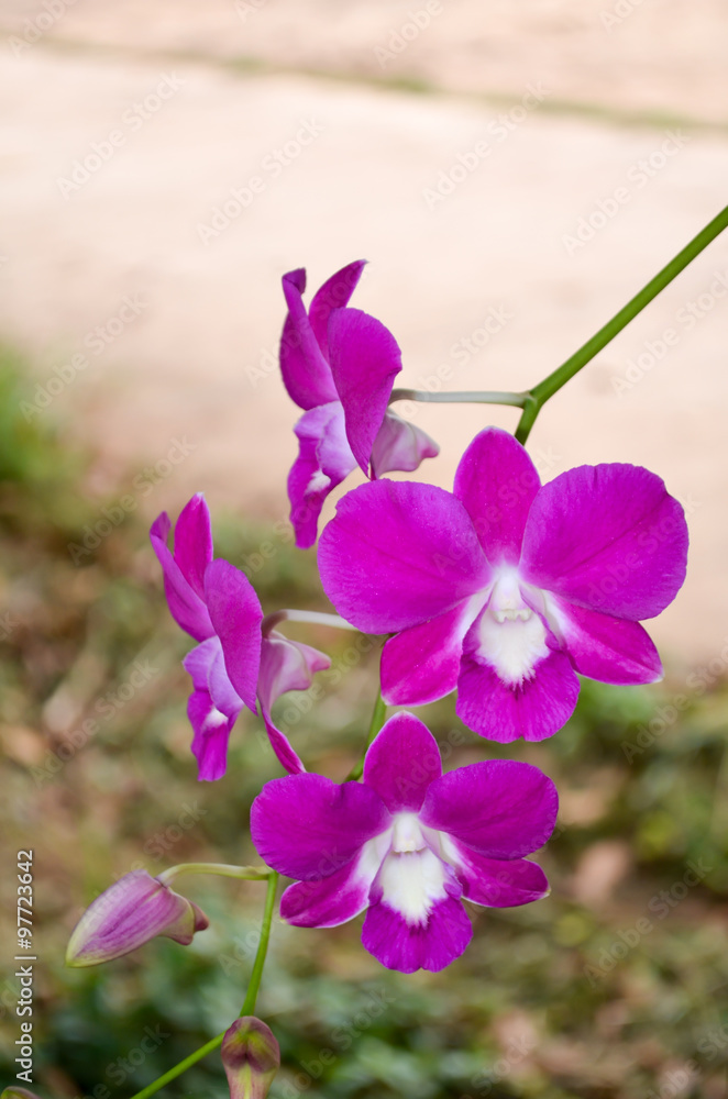 orchid closeup
orchid closeup