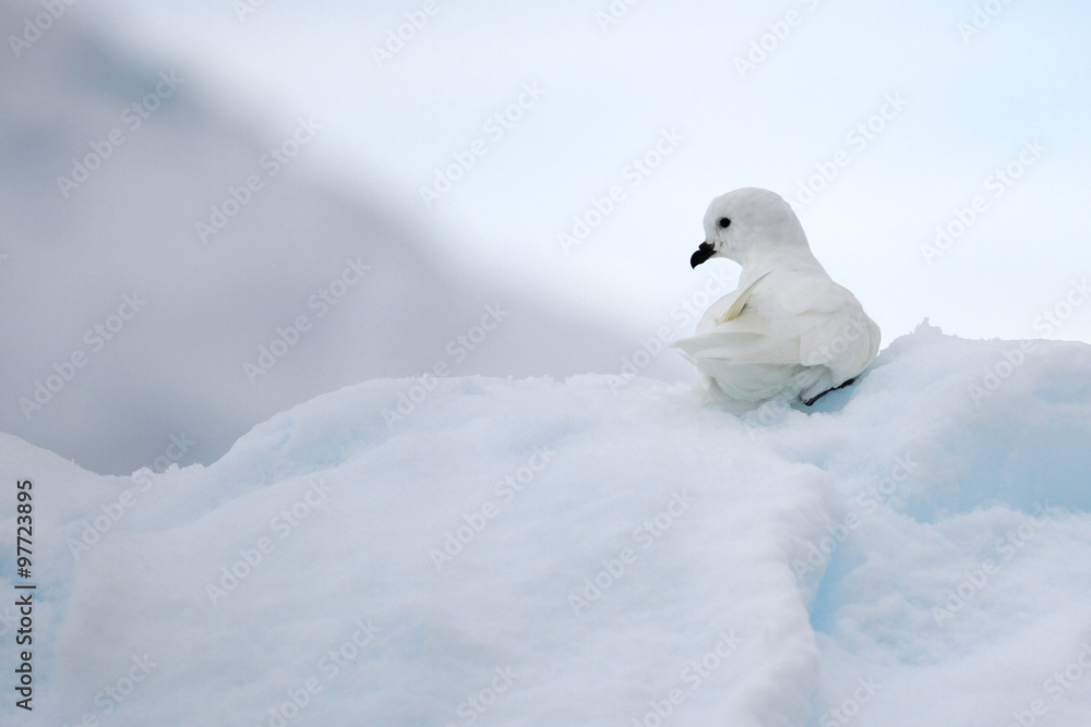 White bird in Antarctica resting on an iceberg White bird in Antarctica resting on an iceberg