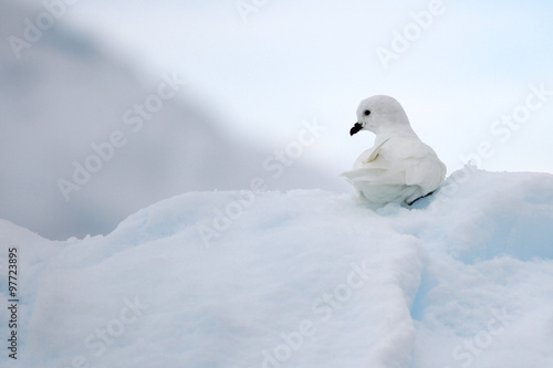 White bird in Antarctica resting on an iceberg