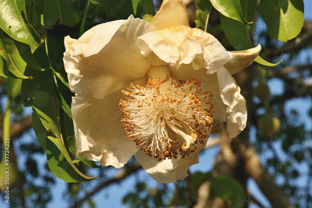 Flower baobab, Mozambique