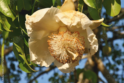 Obraz na płótnie Flower baobab, Mozambique w salonie