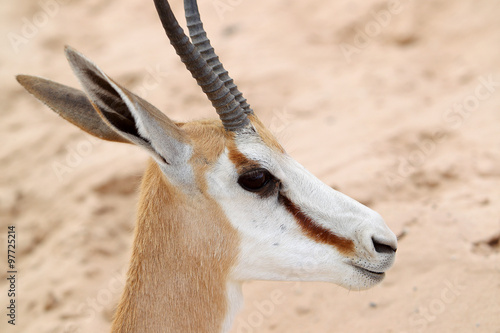 skocznik antylopi (Springbok) na Kalahari