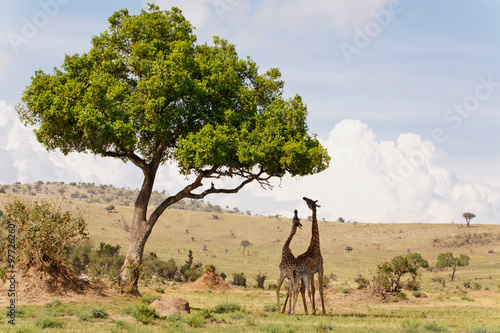 Giraffen an Akazie photo