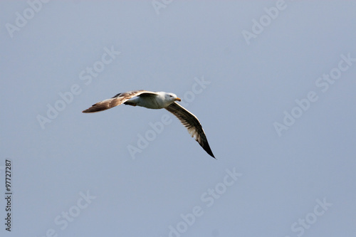 gabbiano in volo photo