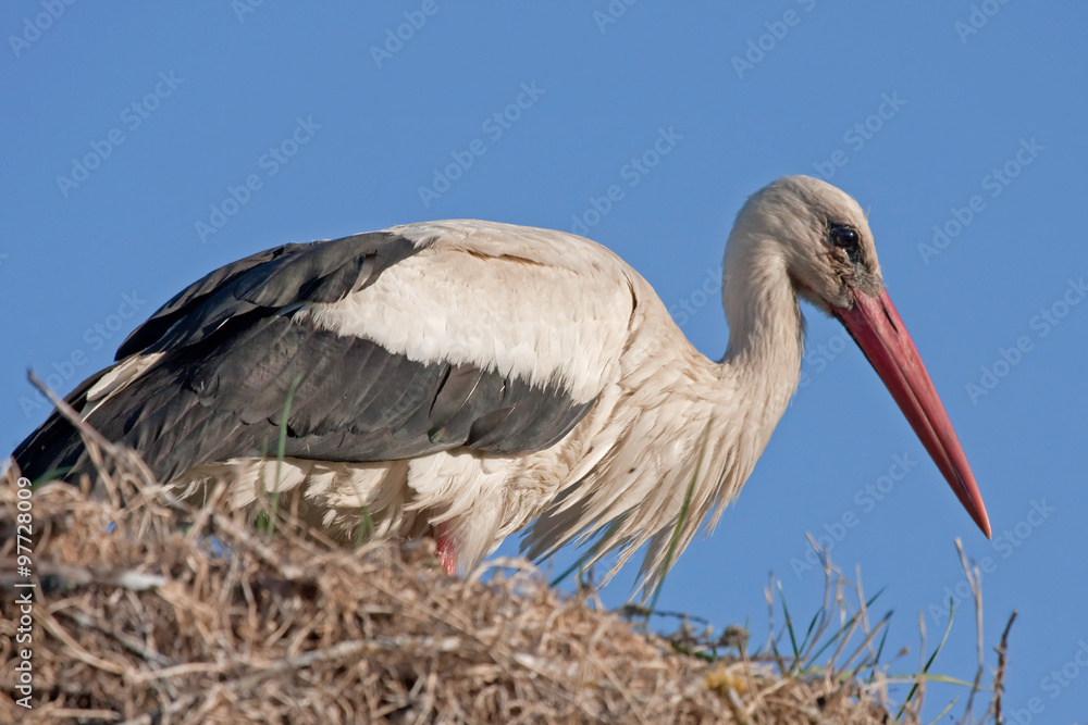 Fototapeta premium Close-up of White stork (Ciconia ciconia)