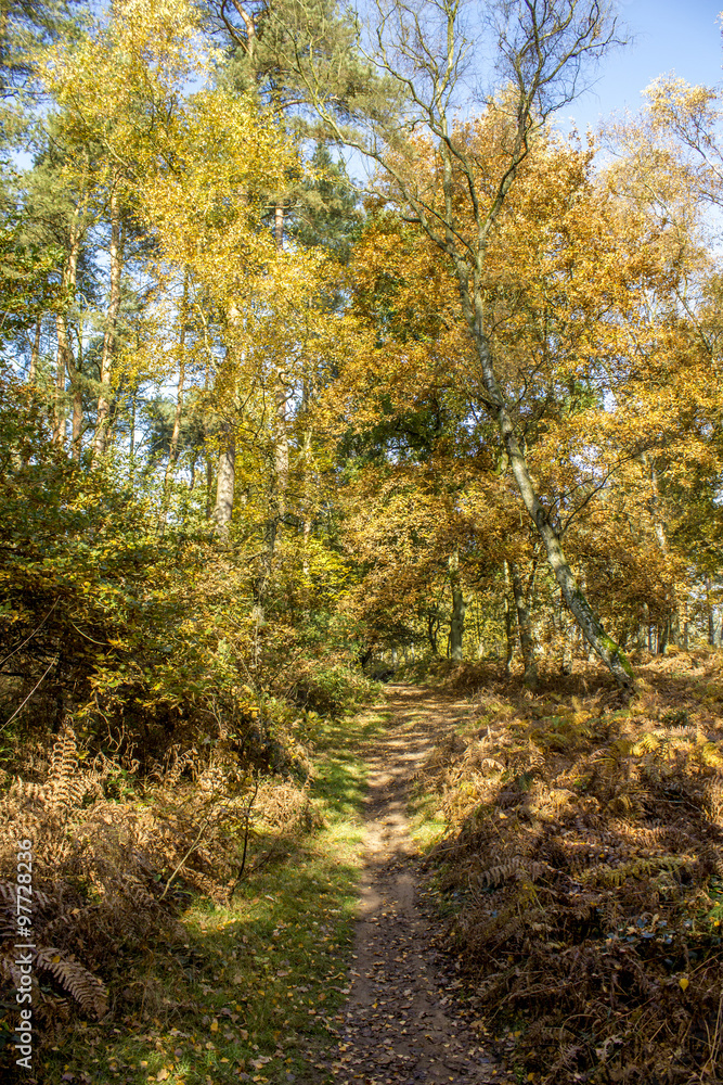 Fototapeta premium Herbstspaziergang