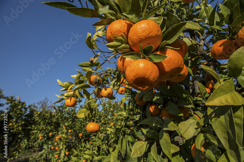 Mandalina