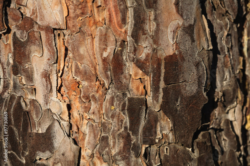 tree bark