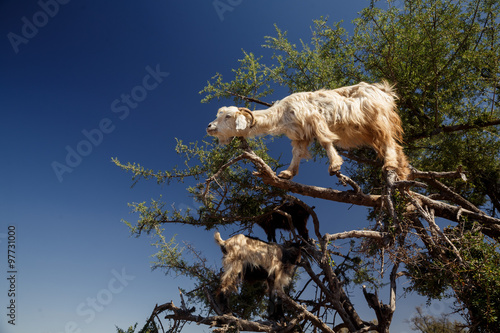 incredible tree-climbing goats