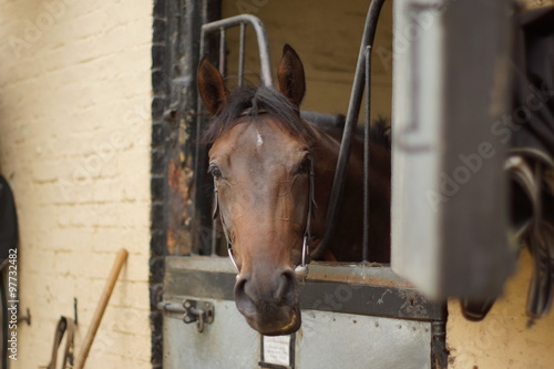 Fototapeta Naklejka Na Ścianę i Meble -  horse on a racing yard