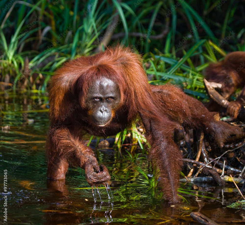 Naklejka premium Female and baby orangutan drinking water from the river in the jungle. Indonesia. The island of Kalimantan (Borneo). An excellent illustration.