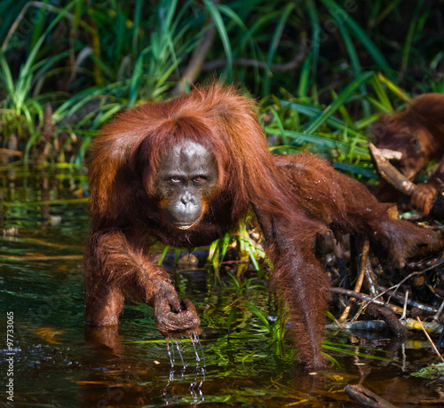 Female and baby orangutan drinking water from the river in the jungle. Indonesia. The island of Kalimantan (Borneo). An excellent illustration.