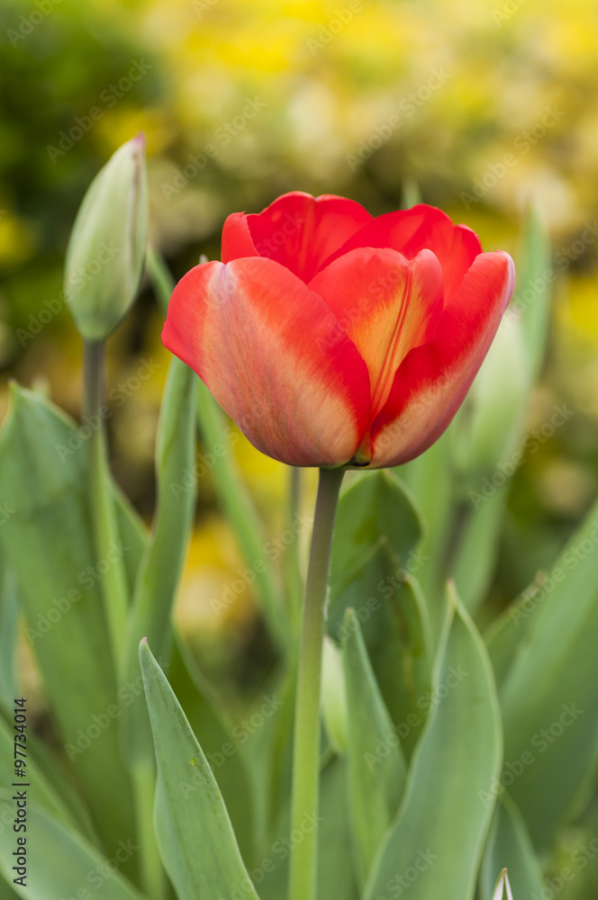 Naklejka premium Red tulip flower