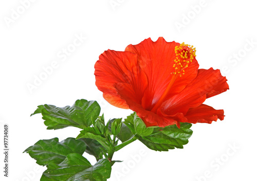 Fleur d hibiscus