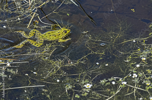 Pelophylax perezi. Beautiful green frog is swimming at pond between plants, in spring season.