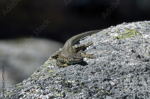 Lizard, over a granite rock, is sunning in winter end season.