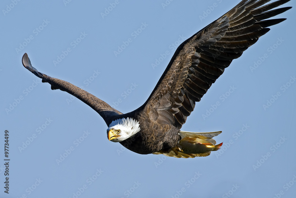 Bald Eagle in Flight with Fish Bald Eagle in Flight with Fish
