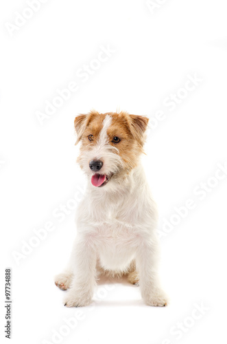 Young dog Jack Russell terrier isolated on white