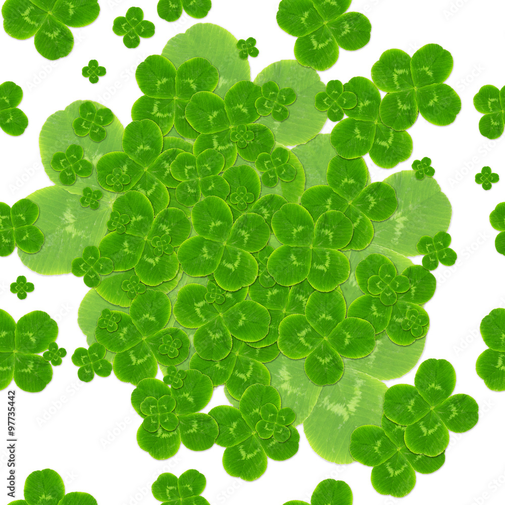Fototapeta premium leaf clover symbol of good luck
