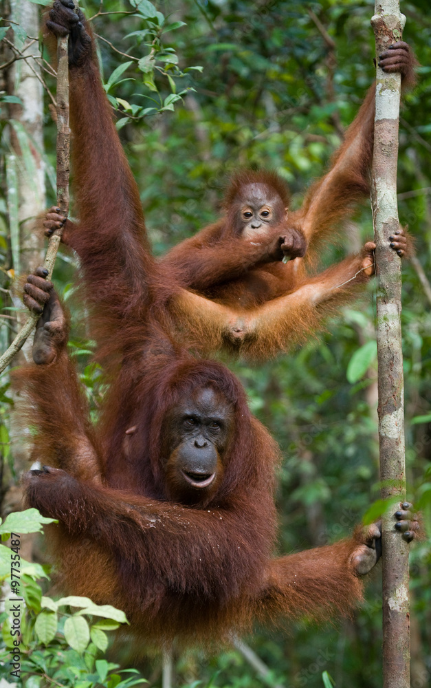Naklejka premium The female of the orangutan with a baby in a tree. Indonesia. The island of Kalimantan (Borneo). An excellent illustration.