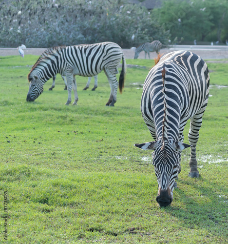 zebra