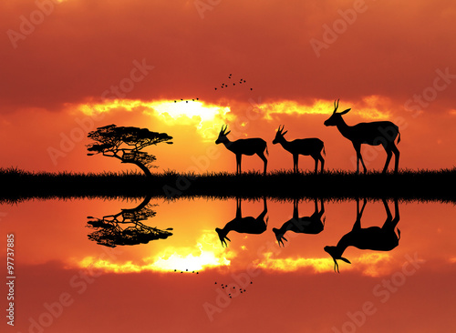 gazelle in African landscape © adrenalinapura
