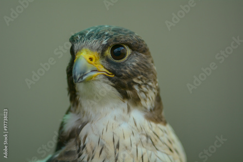 Head shot of Hawk