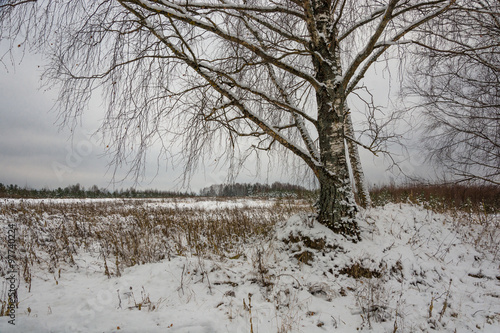 Landscape with birch.