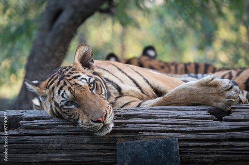 Fototapeta Naklejka Na Ścianę i Meble -  tiger