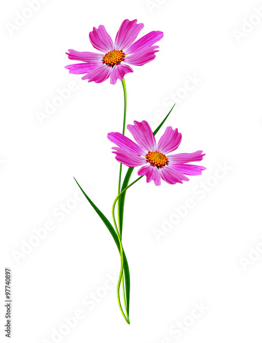 Cosmos flowers isolated on white background