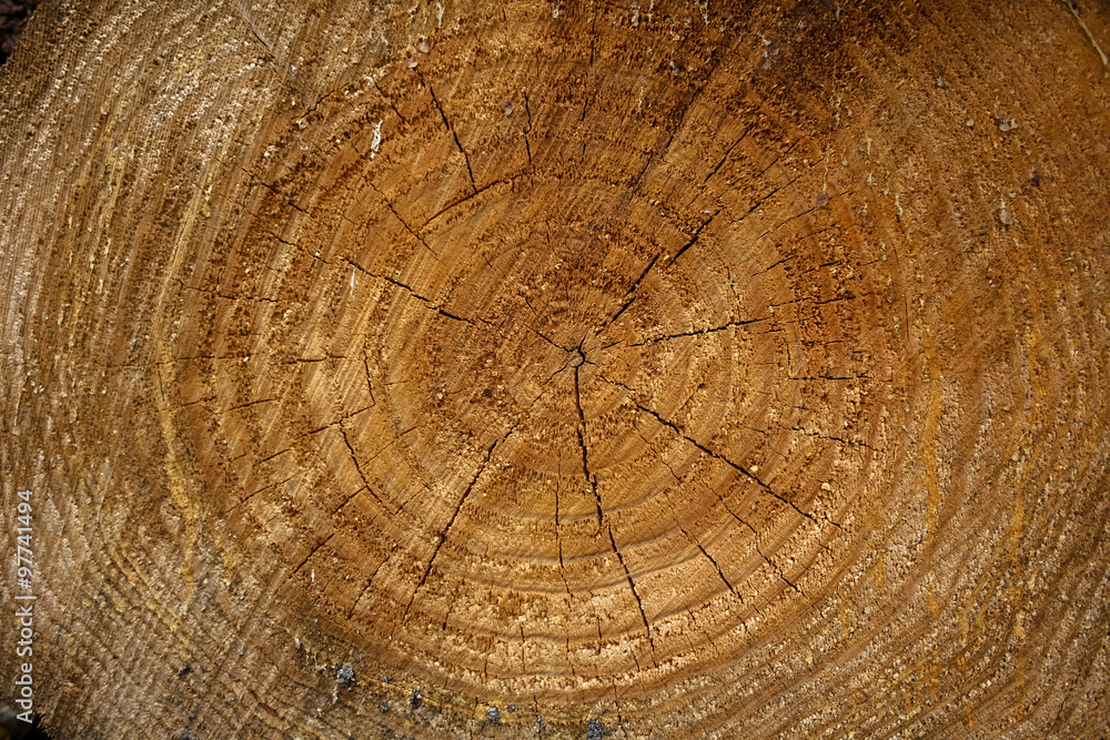 Naklejka premium Cross section of soft pine wood with saw marks, grain and growth rings.