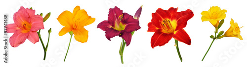 Five different Daylily (Hemerocallis) flowers, isolated on pure white background  photo