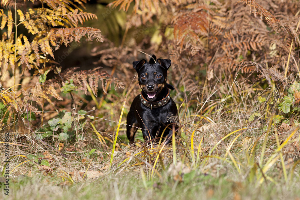 sweet little dog run free on meadow sweet little dog run free on meadow
