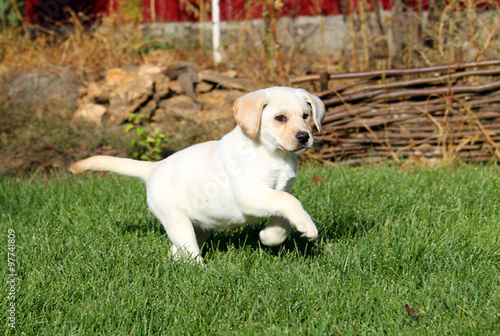 a nice cute yellow labrador puppy in autumn