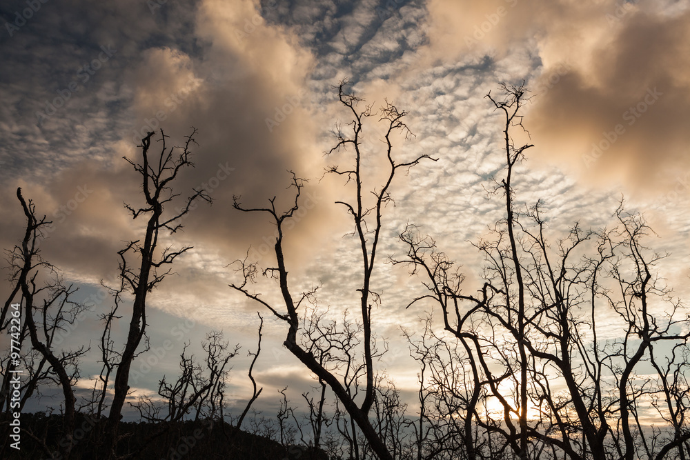 Dead trees and muddy beach at sunset Dead trees and muddy beach at sunset